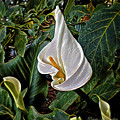 Ice Cream Calla Lily Digital Art by Pennie McCracken Ice Cream Calla Lily Digital Art by Pennie McCracken