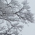 Icey Winter Branch Photograph by Vic Ritchey Icey Winter Branch Photograph by Vic Ritchey