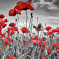 Idyllic Field of Poppies with Sun - Panorama Photograph by Melanie Viola