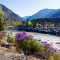 Ilgumensky Rapids at Spring Time. Altay Mountains Photograph by Victor Kovchin Ilgumensky Rapids at Spring Time. Altay Mountains Photograph by Victor Kovchin