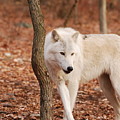 I'm A Wolf by Lori Tambakis I'm A Wolf by Lori Tambakis