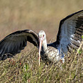 Immature White Ibis Searching Photograph by DB Hayes
