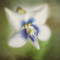 Impressions of Spring Photograph by Scott Norris Impressions of Spring Photograph by Scott Norris