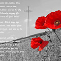 In Flanders Fields by Gill Billington