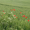 in Flanders Fields the poppies blow by Mary Ellen Mueller Legault in Flanders Fields the poppies blow by Mary Ellen Mueller Legault