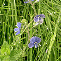In meadows. Photograph by Elena Perelman In meadows. Photograph by Elena Perelman