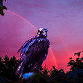 In the Eye of a Hawk by Glenn Feron