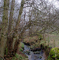 In the Forest. Photograph by Elena Perelman In the Forest. Photograph by Elena Perelman