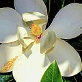 In the Shade Photograph by Diana Mary Sharpton In the Shade Photograph by Diana Mary Sharpton