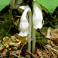 Indian Pipes - Monotropa Uniflora by Mother Nature Indian Pipes - Monotropa Uniflora by Mother Nature