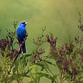 Indigo Bunting Photograph by Ann Bridges Indigo Bunting Photograph by Ann Bridges