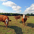 Inquisitive Cattle Photograph by Ted Keller Inquisitive Cattle Photograph by Ted Keller