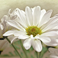 Inspired Daisies Print Photograph by Gwen Gibson Inspired Daisies Print Photograph by Gwen Gibson