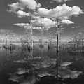 Into The Everglades Photograph by Debra and Dave Vanderlaan Into The Everglades Photograph by Debra and Dave Vanderlaan