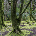 Into the Irish woods Photograph by WAZgriffin Digital Into the Irish woods Photograph by WAZgriffin Digital