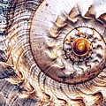 Into The Spiral Photograph by Jaroslav Buna Into The Spiral Photograph by Jaroslav Buna