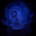 IR Rose by Joseph Skalny