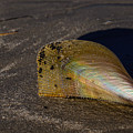 Iridescent Pen Shell  by Debra Martz