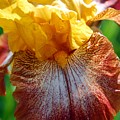 Iris 2 Photograph by Amy Fose Iris 2 Photograph by Amy Fose