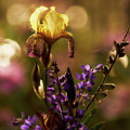 Iris 6 by Loni Collins