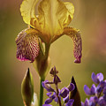 Iris 7 by Loni Collins
