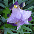 Iris After the Rain III by Leon DeVose
