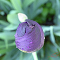 Iris After the Rain V by Leon DeVose