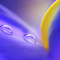 Iris Drops by Roy McPeak Iris Drops by Roy McPeak
