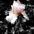 Iris Emergance by Steve Karol Iris Emergance by Steve Karol