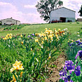 Iris Farm Photograph by Steve Karol Iris Farm Photograph by Steve Karol