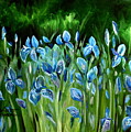 Iris Galore by Elizabeth Robinette Tyndall Iris Galore by Elizabeth Robinette Tyndall