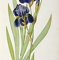 Iris Germanica Painting by Pierre Joseph Redoute Iris Germanica Painting by Pierre Joseph Redoute