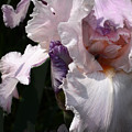 Iris Lace Photograph by Steve Karol Iris Lace Photograph by Steve Karol