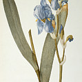 Iris Pallida by Pierre Joseph Redoute Iris Pallida by Pierre Joseph Redoute