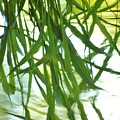 Iris Reflections by Barbara St Jean Iris Reflections by Barbara St Jean
