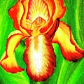 Iris Painting by Sudakshina Bhattacharya Iris Painting by Sudakshina Bhattacharya