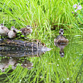 Iris Versicolor And Wood Duck Family by Mircea Costina Photography Iris Versicolor And Wood Duck Family by Mircea Costina Photography