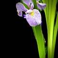 Iris via iPhone Photograph by Onyonet Photo Studios Iris via iPhone Photograph by Onyonet Photo Studios