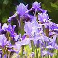 Irises For Mama by Alice Gipson Irises For Mama by Alice Gipson
