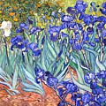 Irises by Van Gogh Irises by Van Gogh