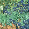 Irises by Vincent Van Gogh Painting by Vincent Van Gogh Irises by Vincent Van Gogh Painting by Vincent Van Gogh