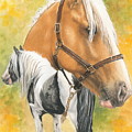 Irish Cob by Barbara Keith Irish Cob by Barbara Keith