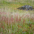 Island Field Photograph by Tom Singleton Island Field Photograph by Tom Singleton