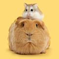 It's a Guinea wig Photograph by Warren Photographic It's a Guinea wig Photograph by Warren Photographic