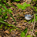 It's a Jungle Out There Photograph by Steven Santamour It's a Jungle Out There Photograph by Steven Santamour