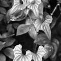 ivy Photograph by Curtis J Neeley Jr ivy Photograph by Curtis J Neeley Jr