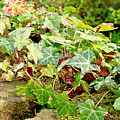 Ivy on Stones Photograph by Elena Perelman Ivy on Stones Photograph by Elena Perelman