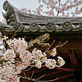Japan In The Spring Photograph by Constance Woods Japan In The Spring Photograph by Constance Woods