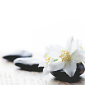 Jasmine flower on spa stones Photograph by Jelena Jovanovic Jasmine flower on spa stones Photograph by Jelena Jovanovic