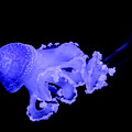 Jellyfish Photograph by Amanda Mohler Jellyfish Photograph by Amanda Mohler
